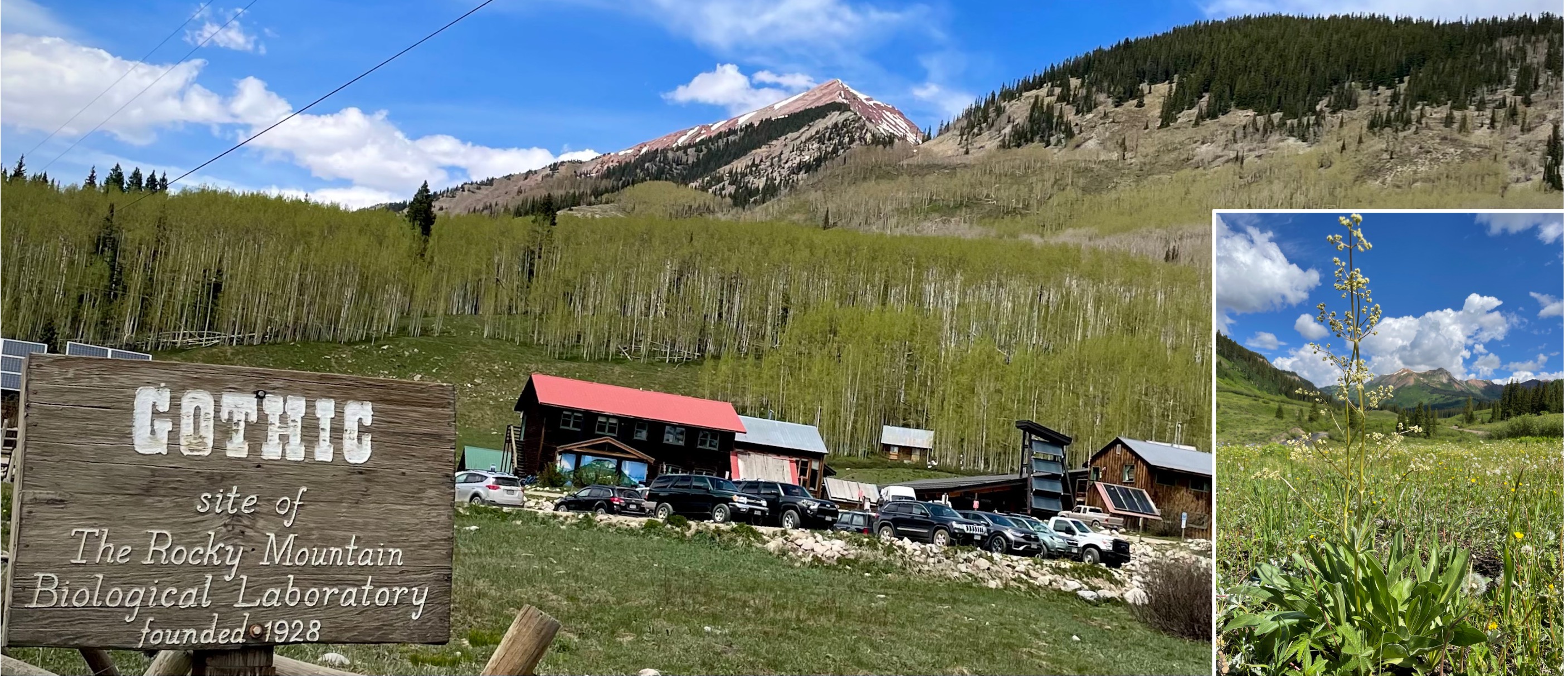 Left to right: The Rocky Mountain Biological Laboratory, Gothic, CO, June 2022; Valeriana edulis