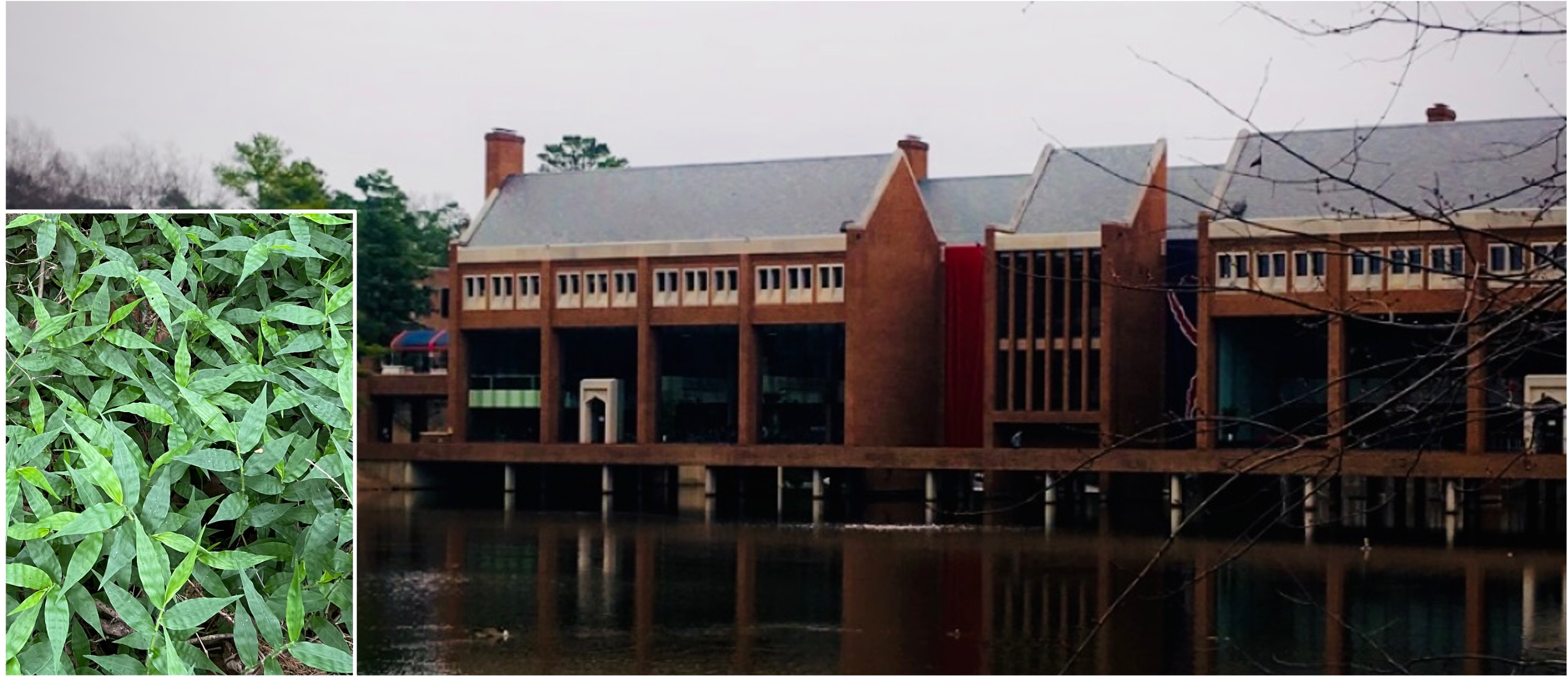 Left to right: Wavyleaf basketgrass; Tyler Haynes Commons at the University of Richmond, VA, Febuary 2020